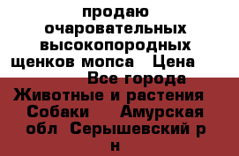 продаю очаровательных высокопородных щенков мопса › Цена ­ 20 000 - Все города Животные и растения » Собаки   . Амурская обл.,Серышевский р-н